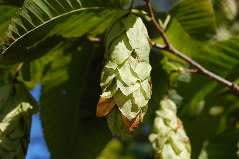 Ostrya carpinifolia