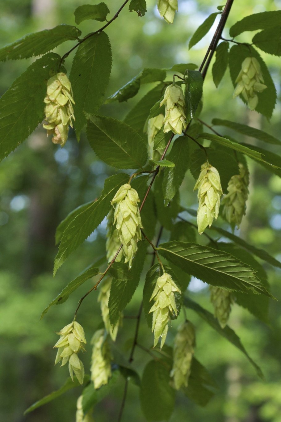Граба восточного (Carpinus orientalis