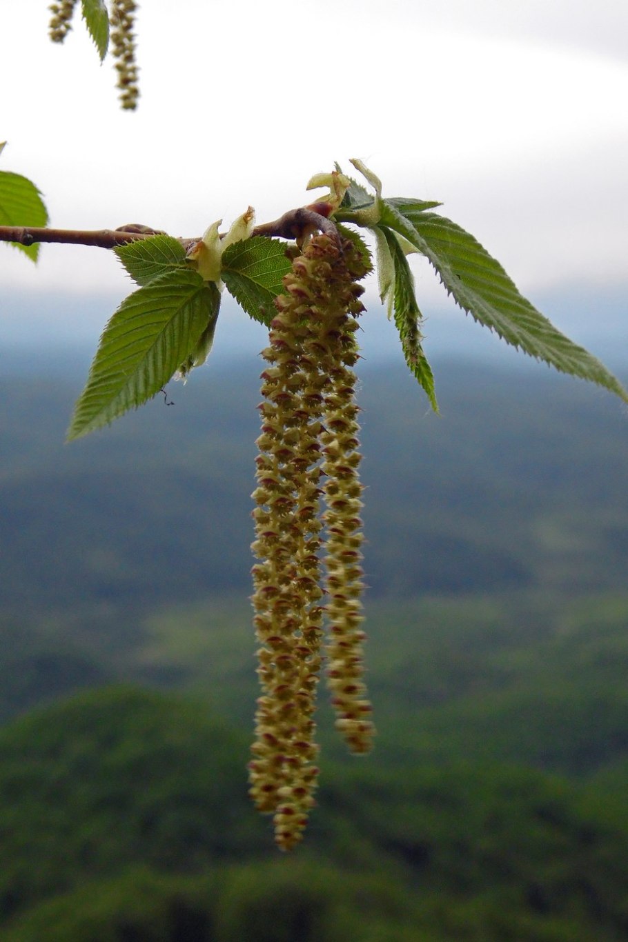 Ostrya virginiana