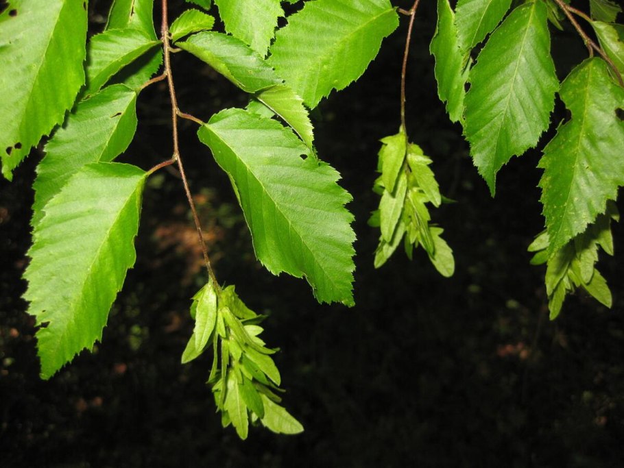 Ostrya virginiana