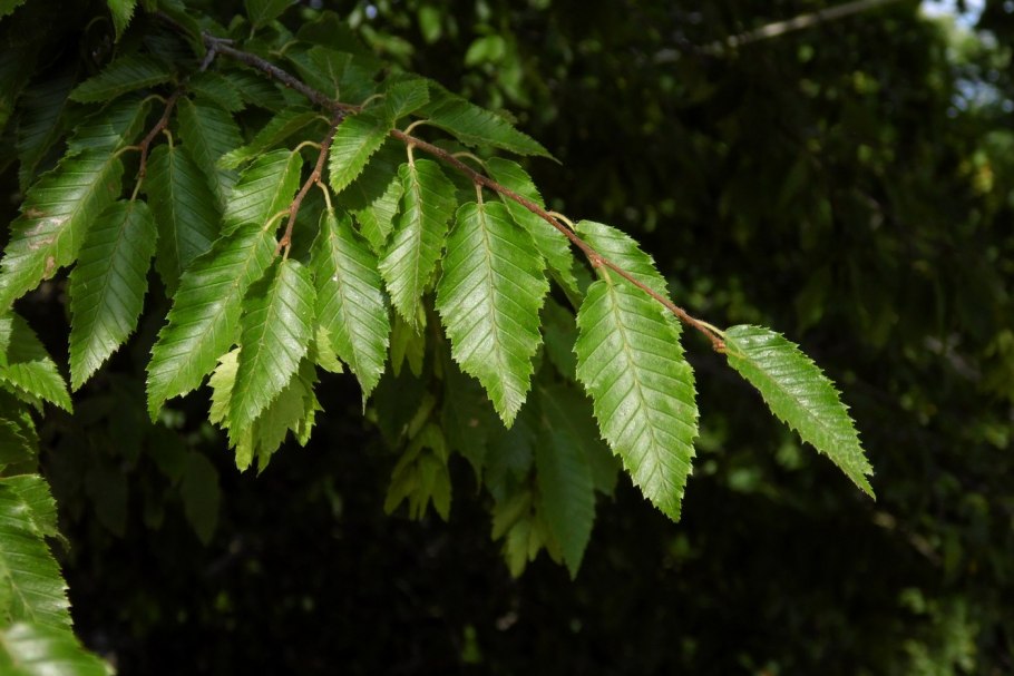 Ostrya virginiana