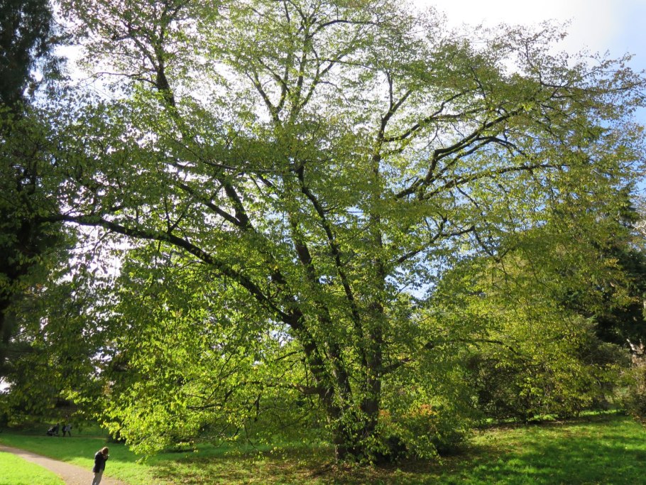 Ostrya carpinifolia