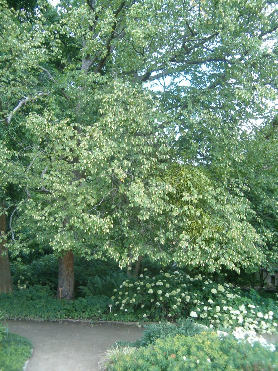 Граба восточного (Carpinus orientalis