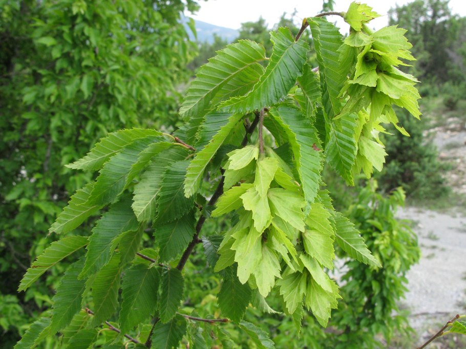 R. virginiana Mill. – Р. виргинская