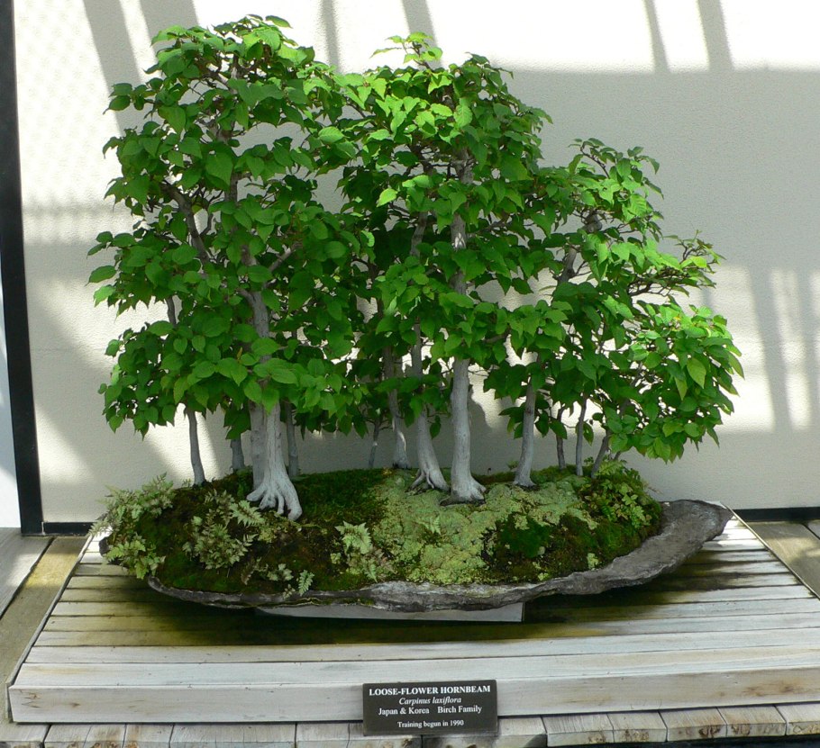 Carpinus betulus бонсай