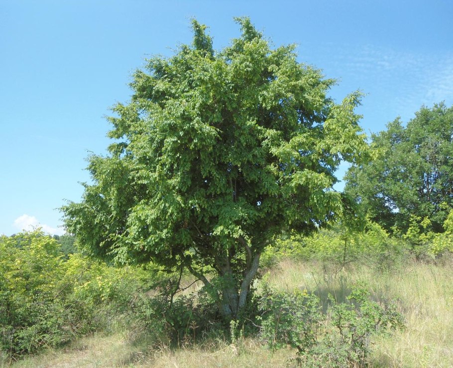 Граб кавказский Carpinus Caucasica