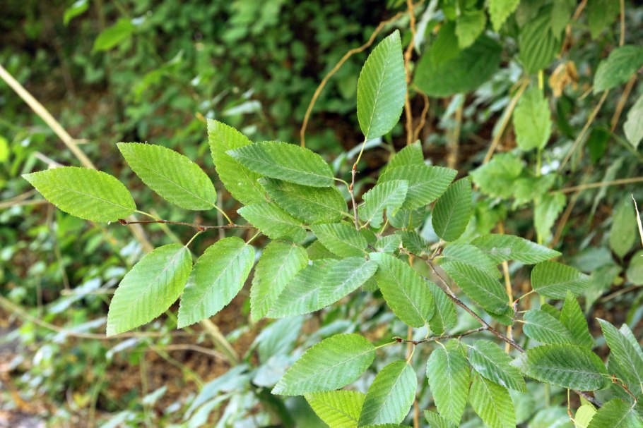 Carpinus Аmericana Michx