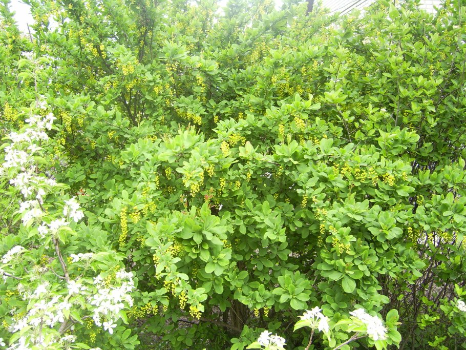 Граб Каролинский