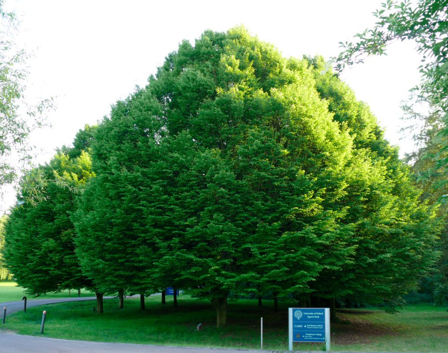 Дерево граб в Абхазии мифы