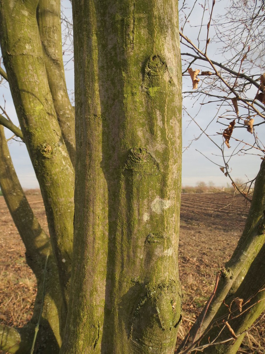 Carpinus betulus quercifolia