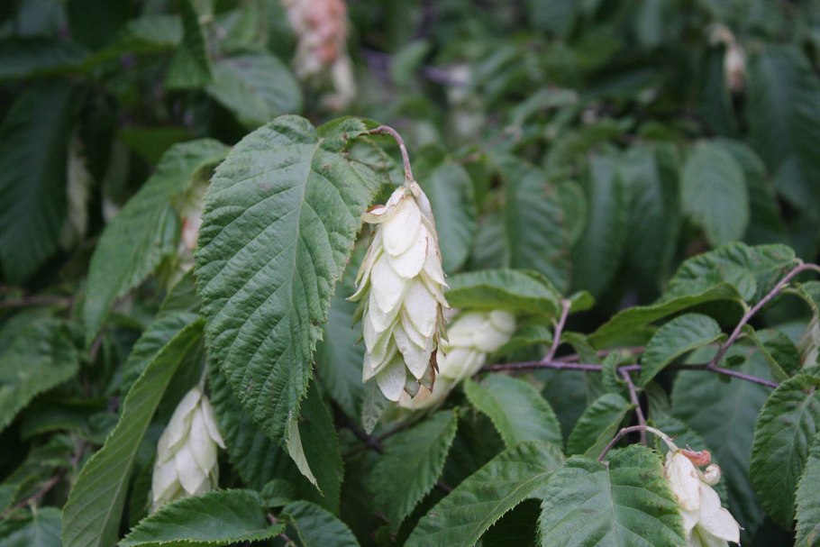 Граб кавказский