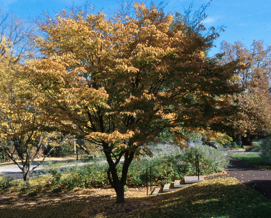 Граб дерево осенью фото