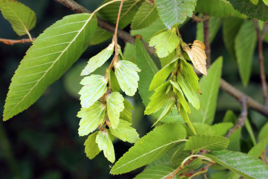 Carpinus orientalis плод