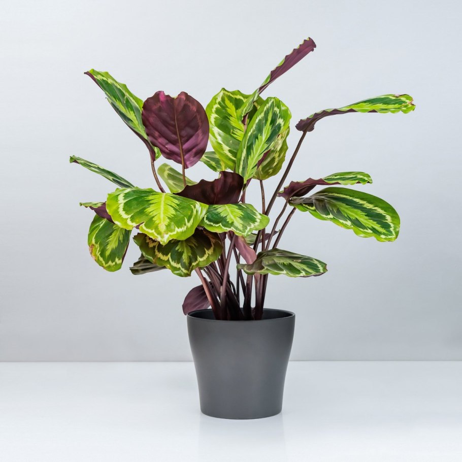 Калатея Эмеральд