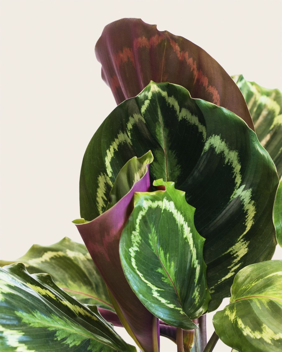 • Калатея медальон (Calathea Medallion).