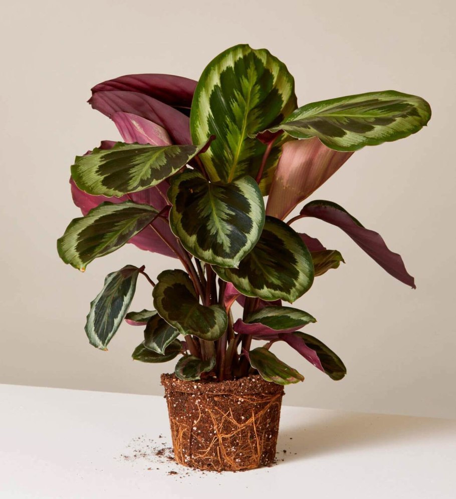 Calathea Medallion