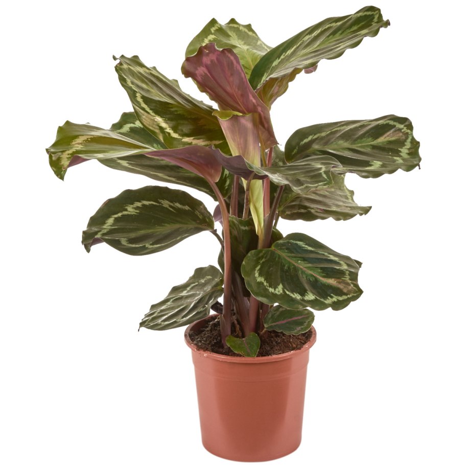 Калатея medallion