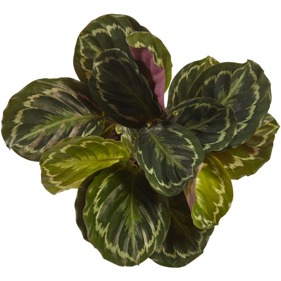 Цветок медальон Калатея