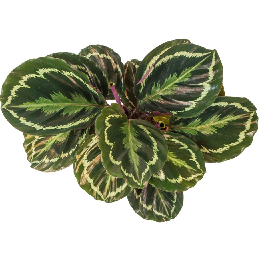 Калатея медальон d12 h35