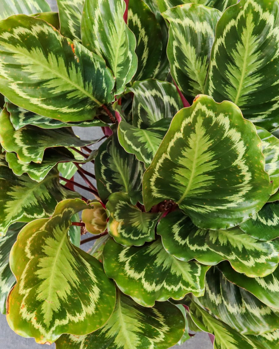 Крупнолистная Калатея медальон