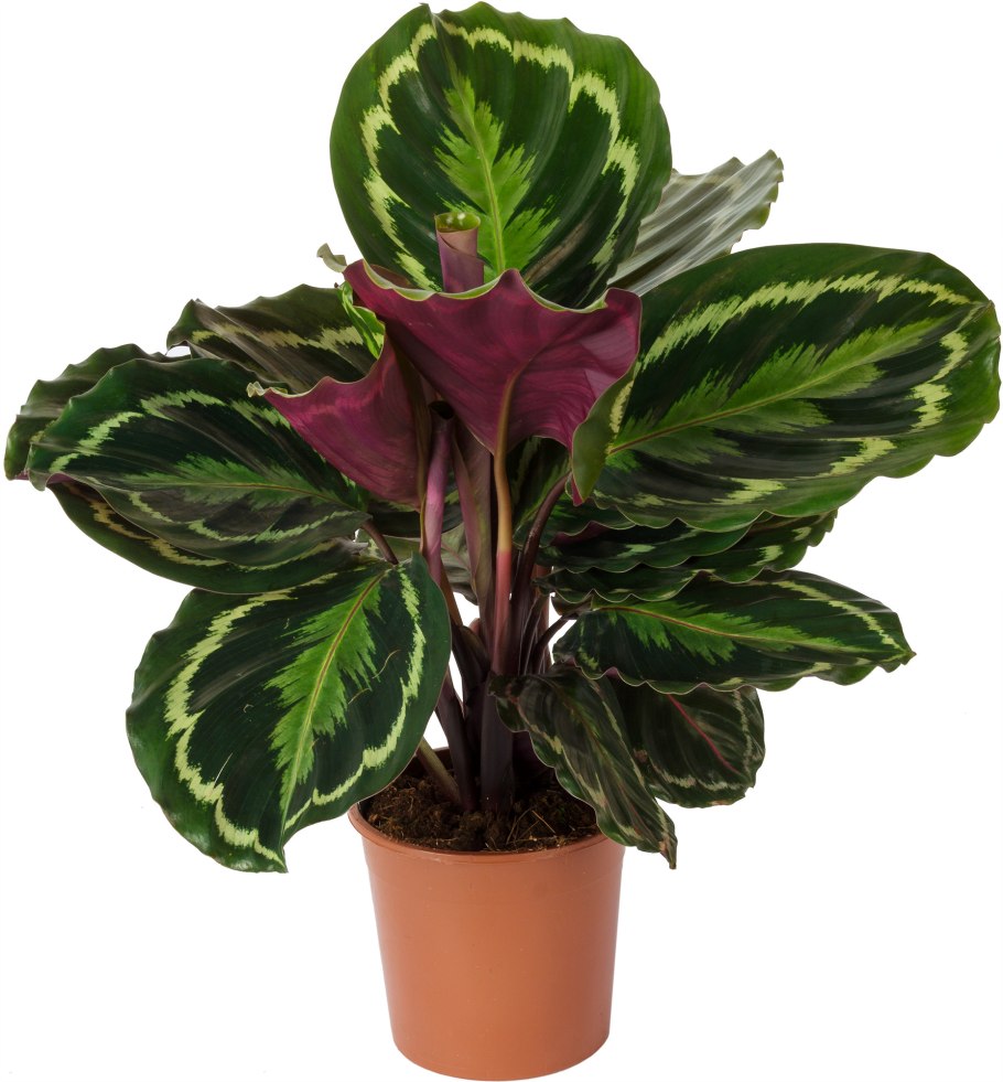 Калатея Эмеральд