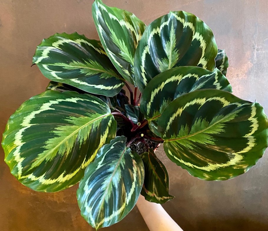 Калатея зебрина