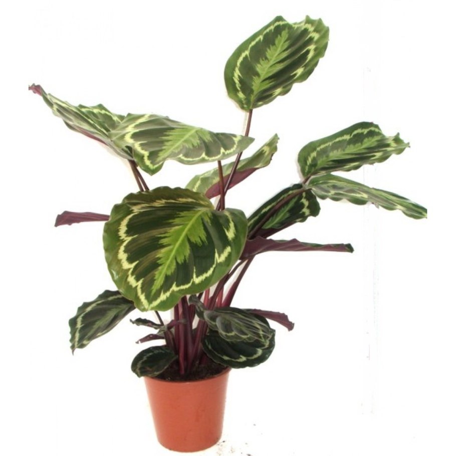 Calathea roseopicta