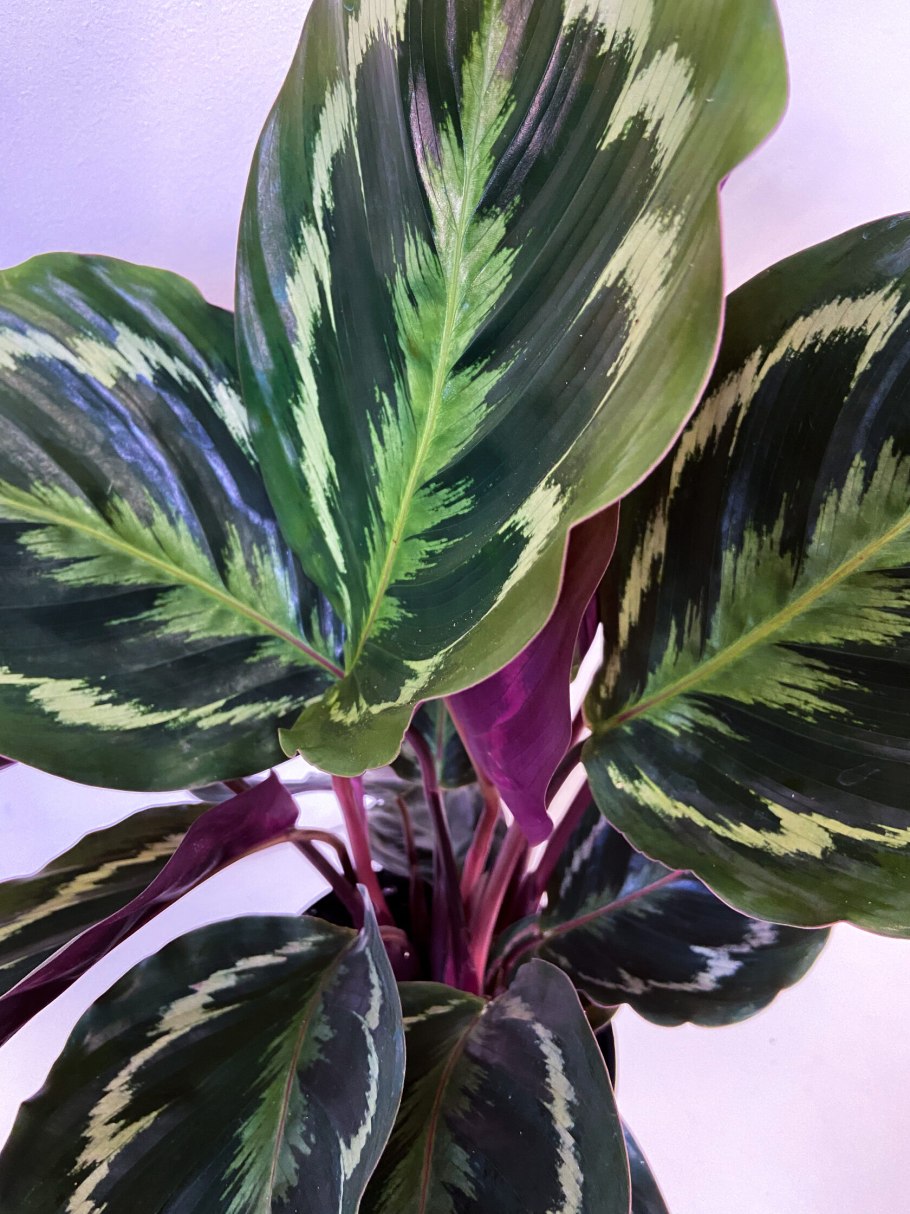 Калатея Марион