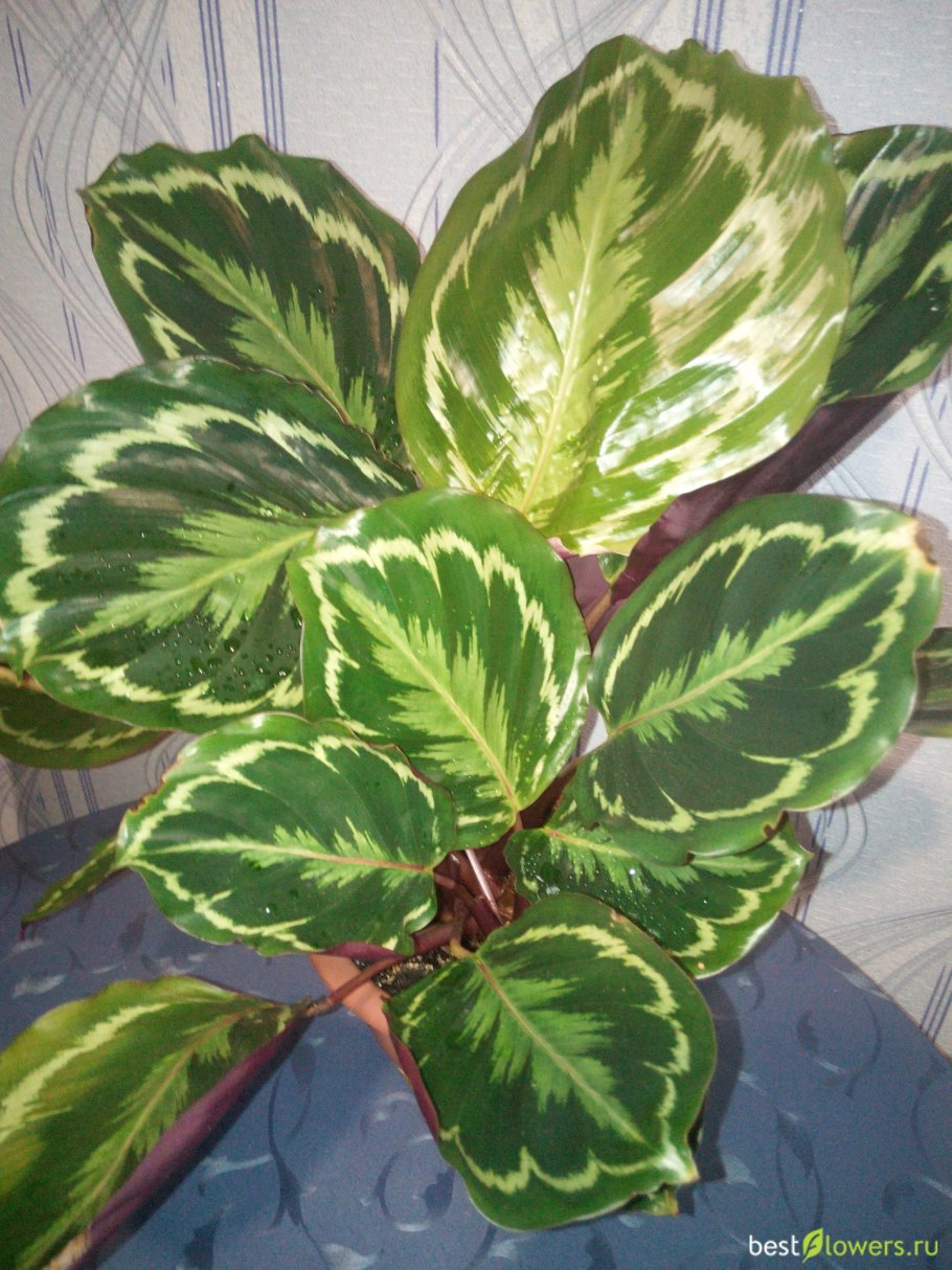 Калатея розеопикта медальон