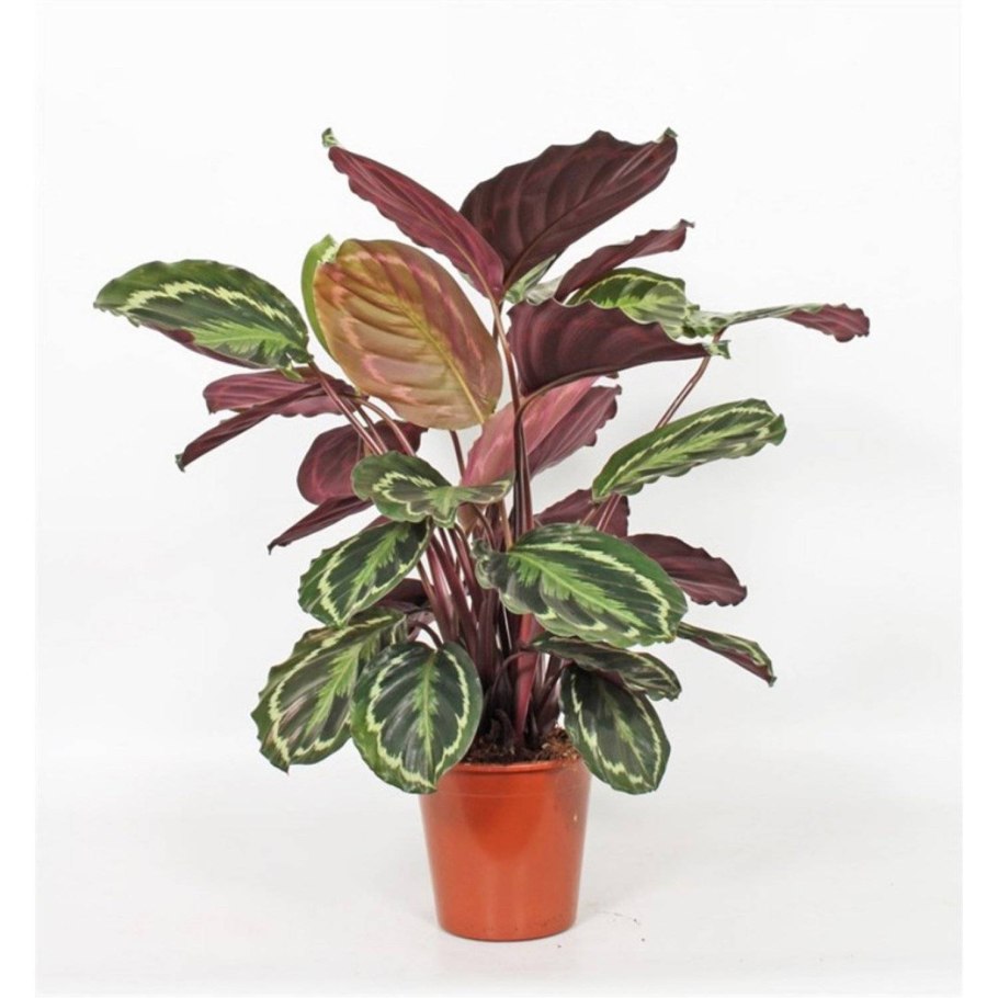 Variegated Calathea