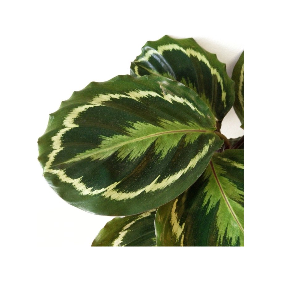 Калатея розеопикта медальон