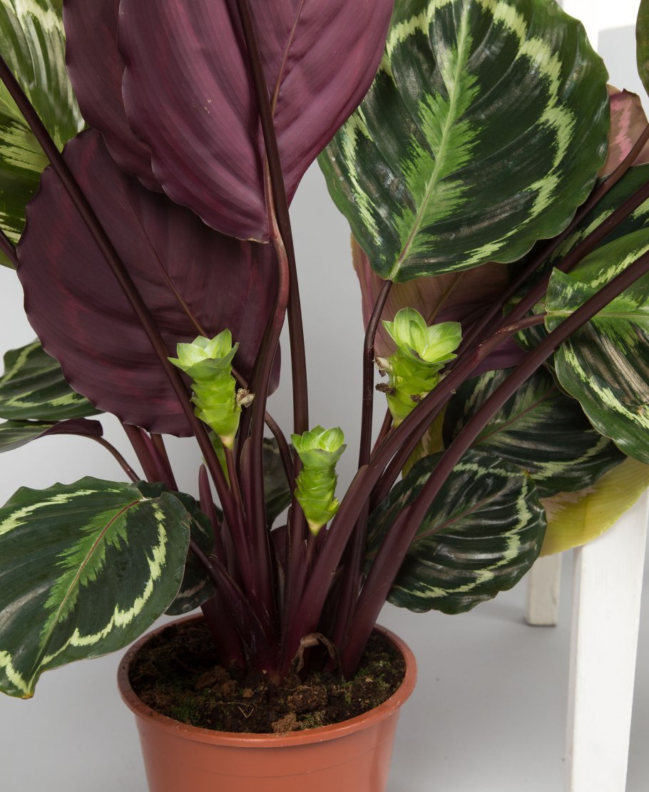 Калатея Medallion