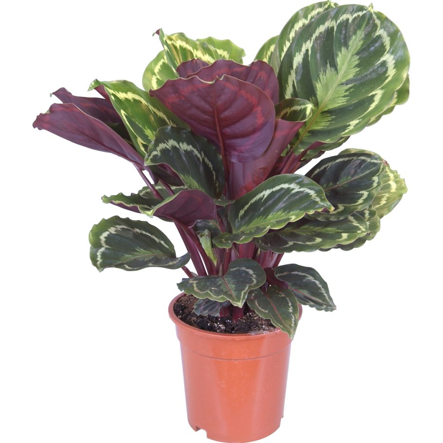 Калатея Medallion