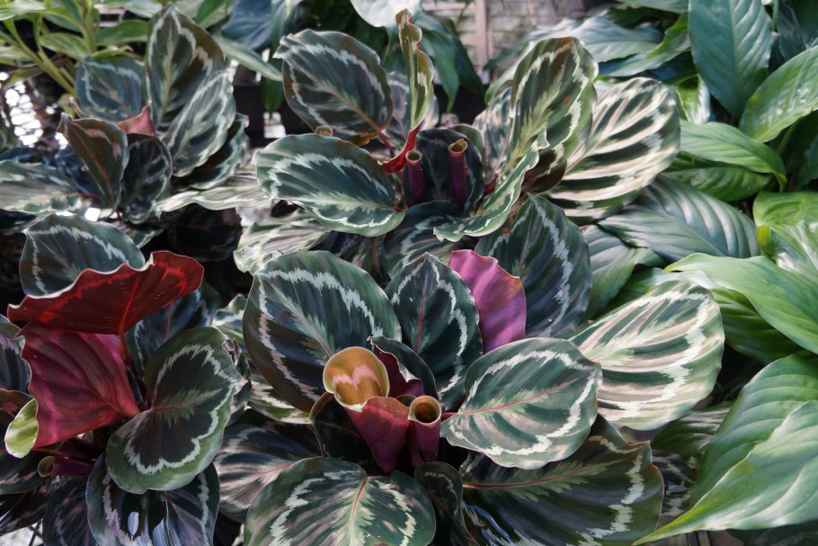 Калатея розеопикта Марион