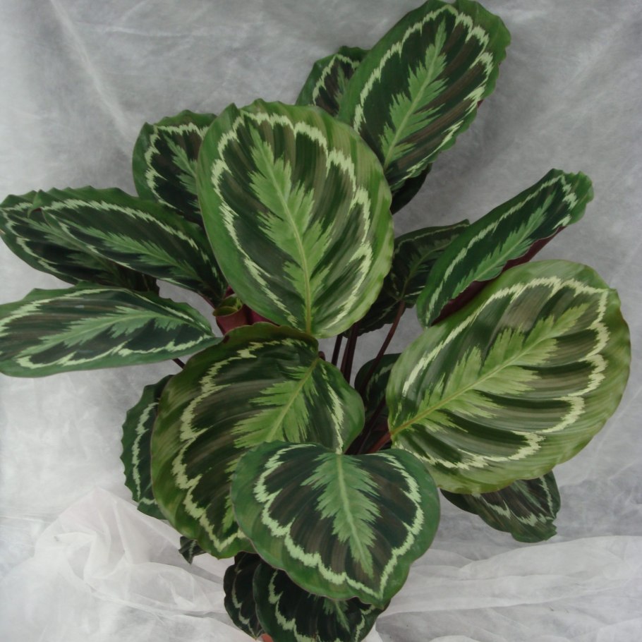 Калатея розеопикта