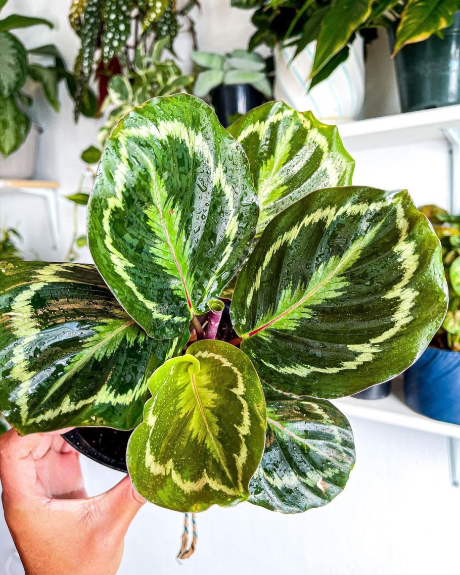 Калатея leopardina