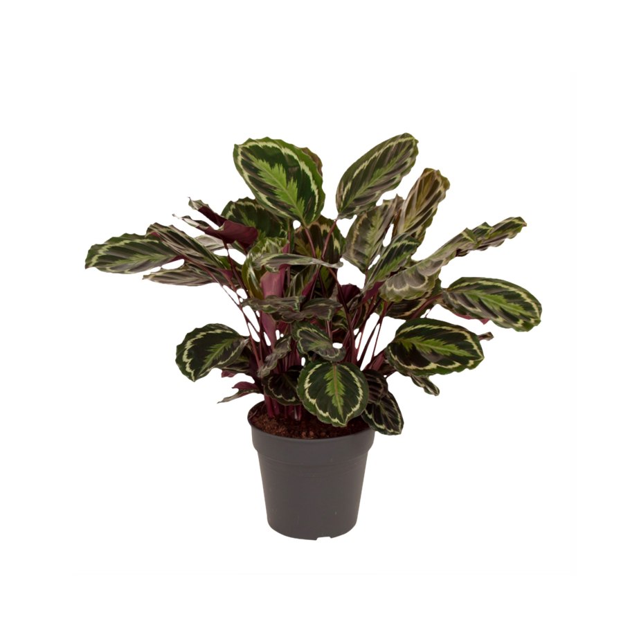 Калатея розеопикта