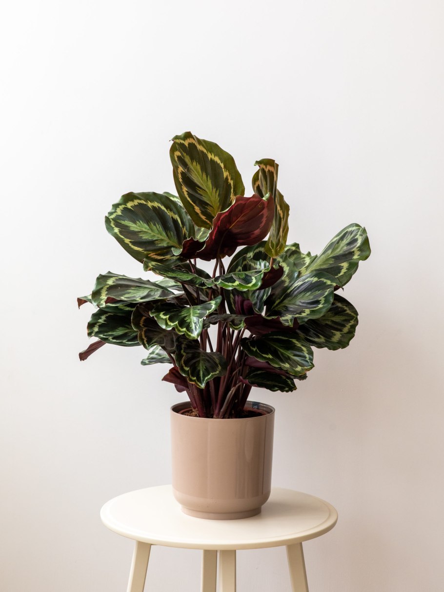 • Калатея медальон (Calathea Medallion).