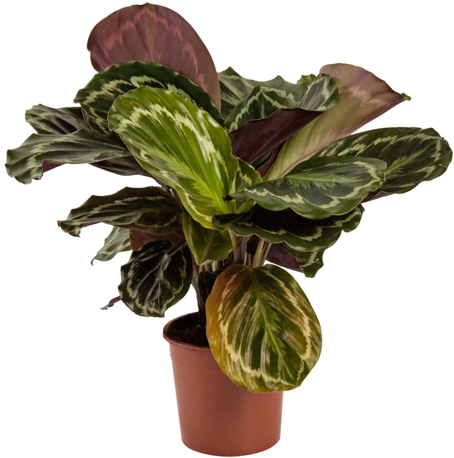 Калатея эквадориана