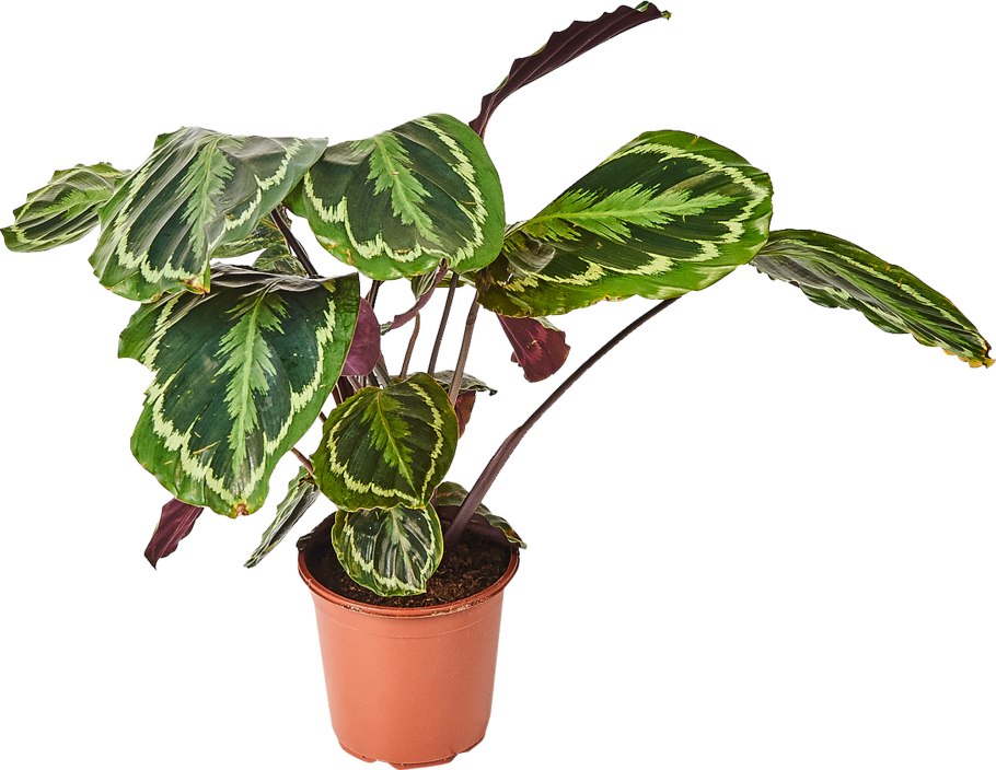 Калатея Леруа