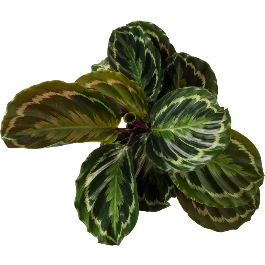 Калатея розеопикта медальон