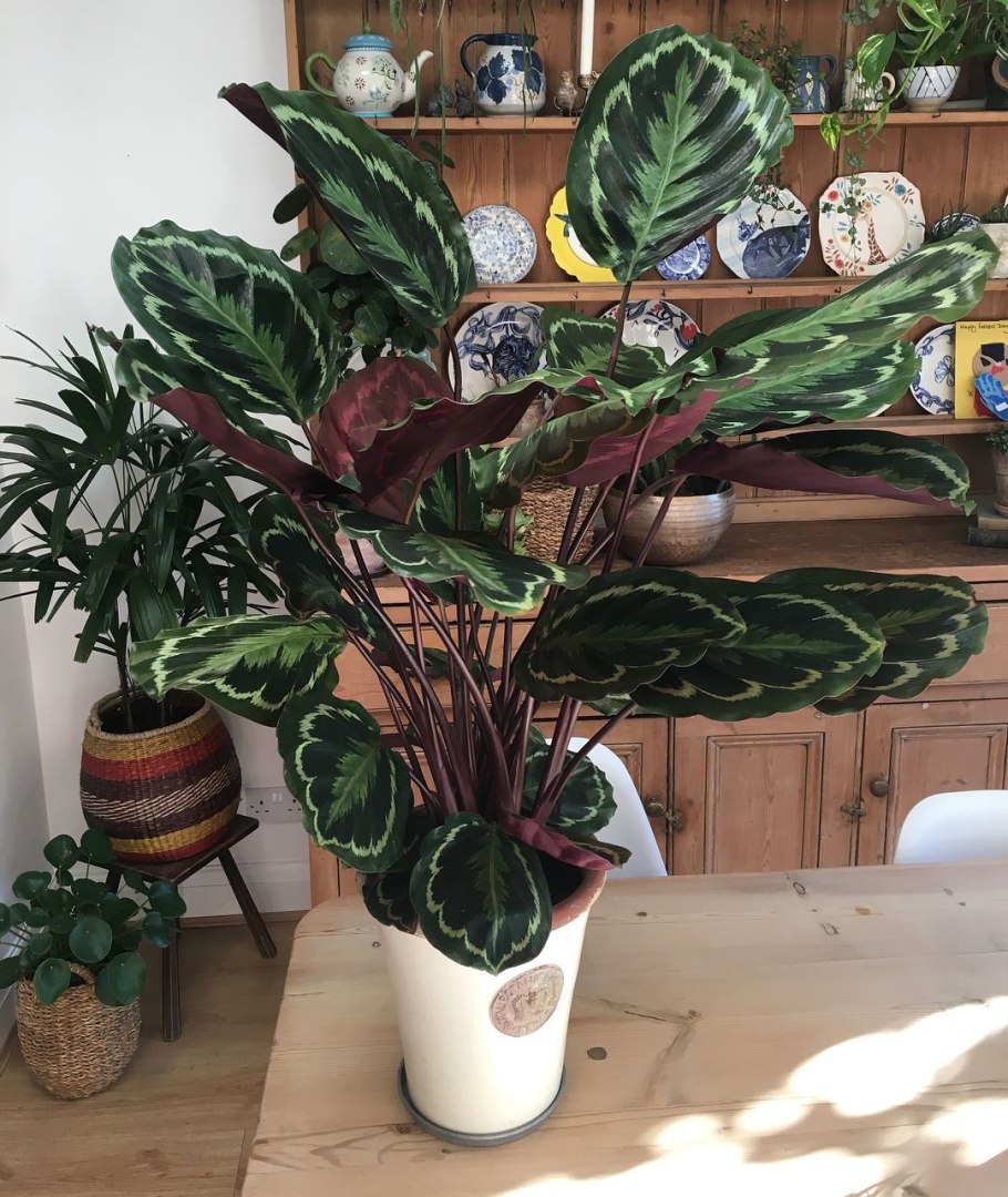 Калатея chimboracensis