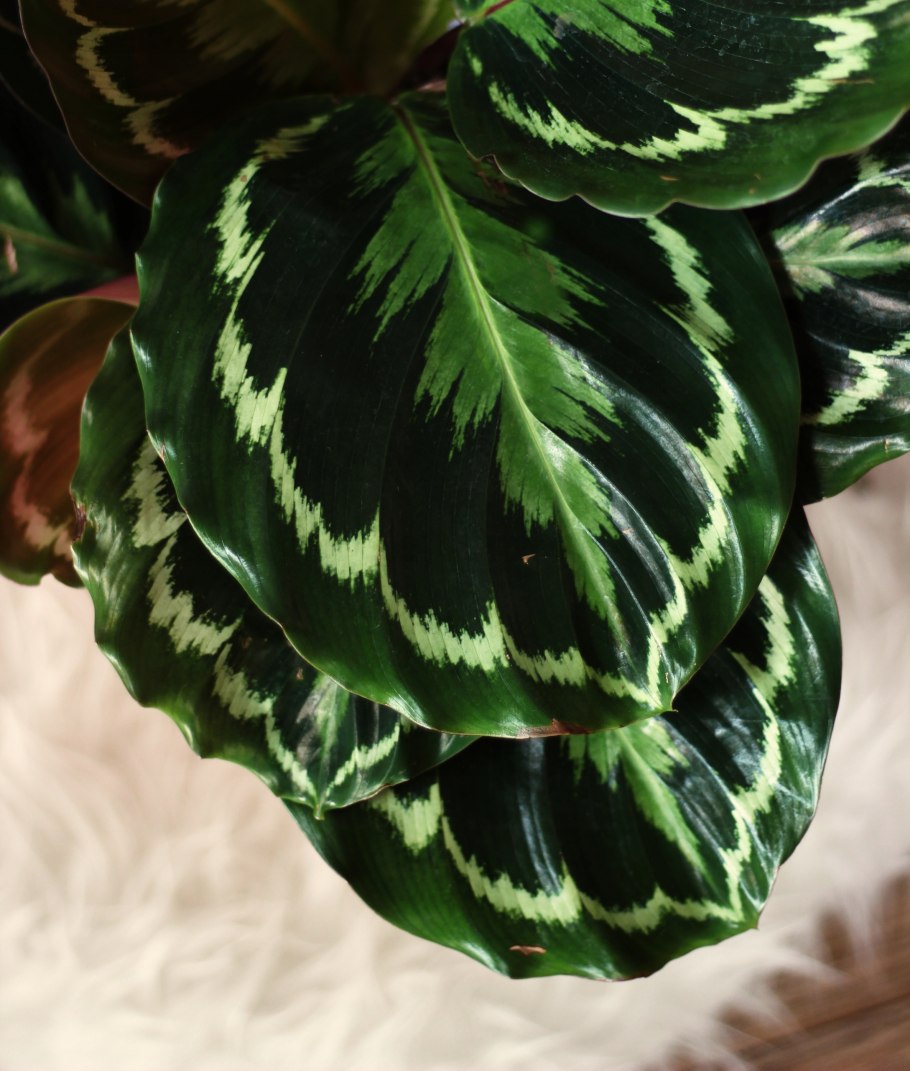 Калатея Applebee