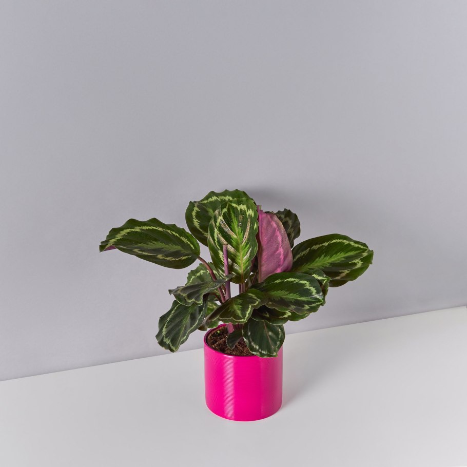 Калатея орбифолия цветение