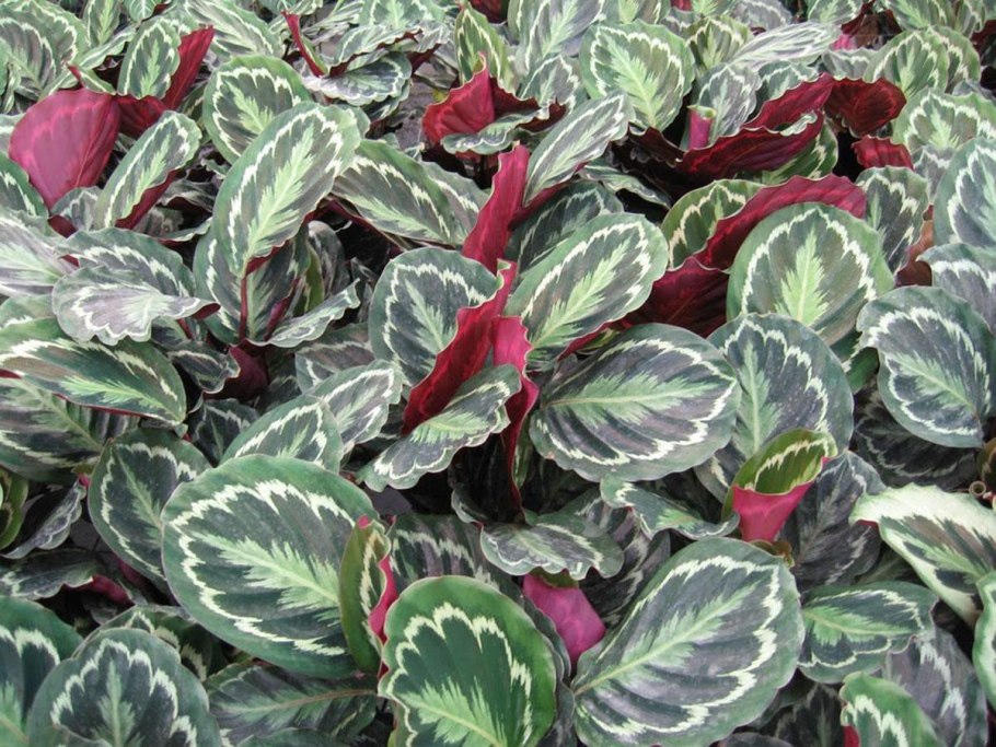 Калатея Джангл Роуз