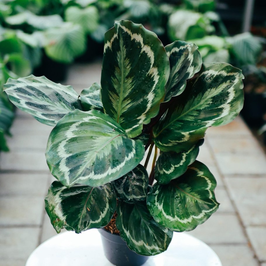 Калатея вейчиана купить