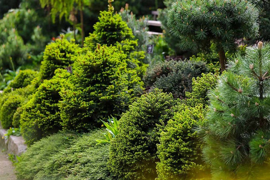 Конифер туя Кипарис можжевельник