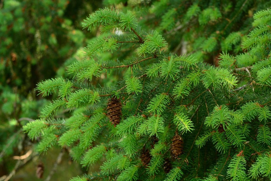 Псевдотсуга Мензиса (Pseudotsuga menziesii)