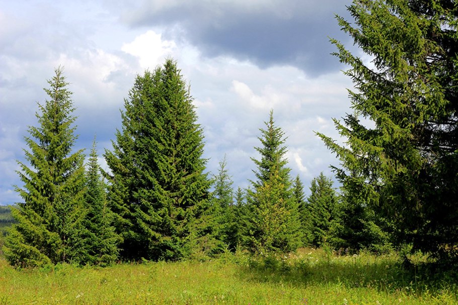 Пихта подлесок