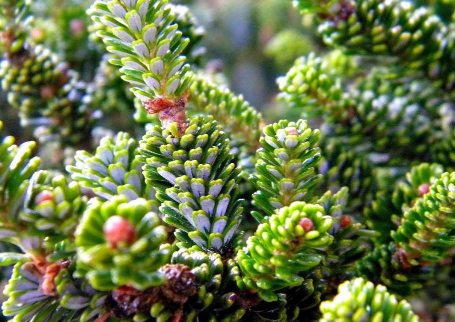 Пихта корейская Abies Koreana